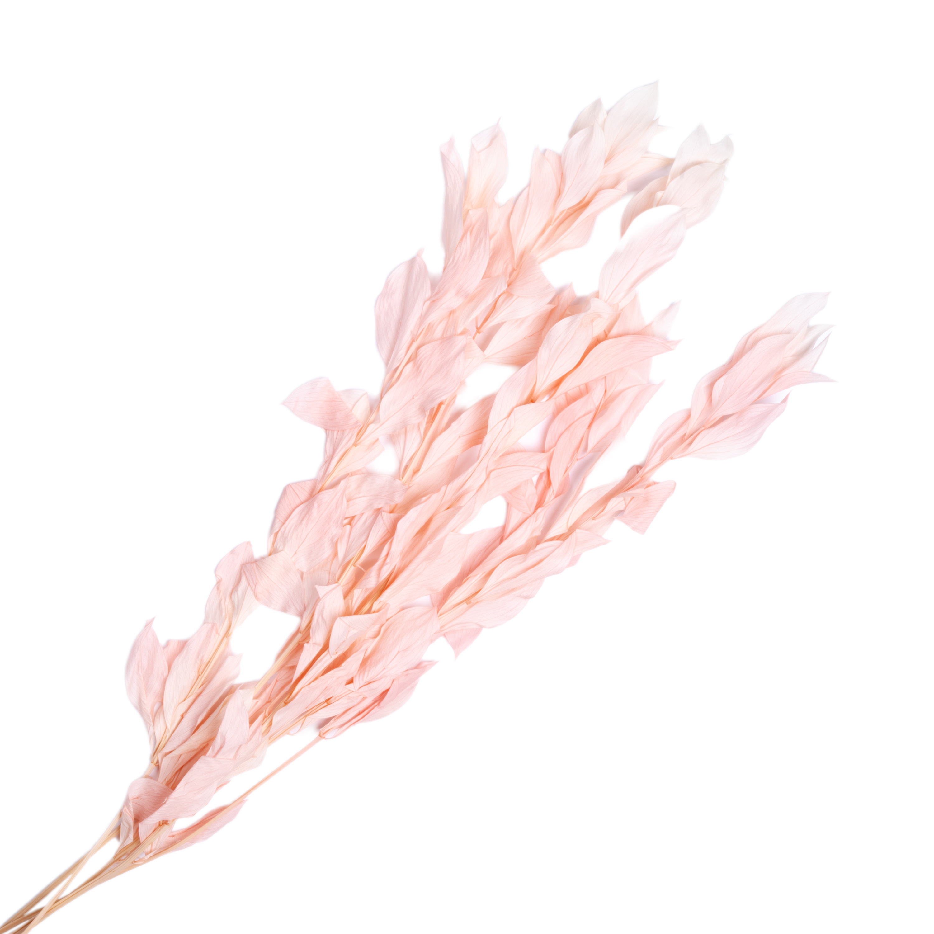 Preserved ruscus bundle, 5pcs